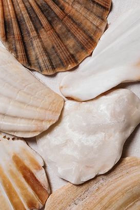 Close-up of seashell textures in warm golden light